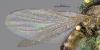 Media type: image;   Entomology 13369 Aspect: front wing